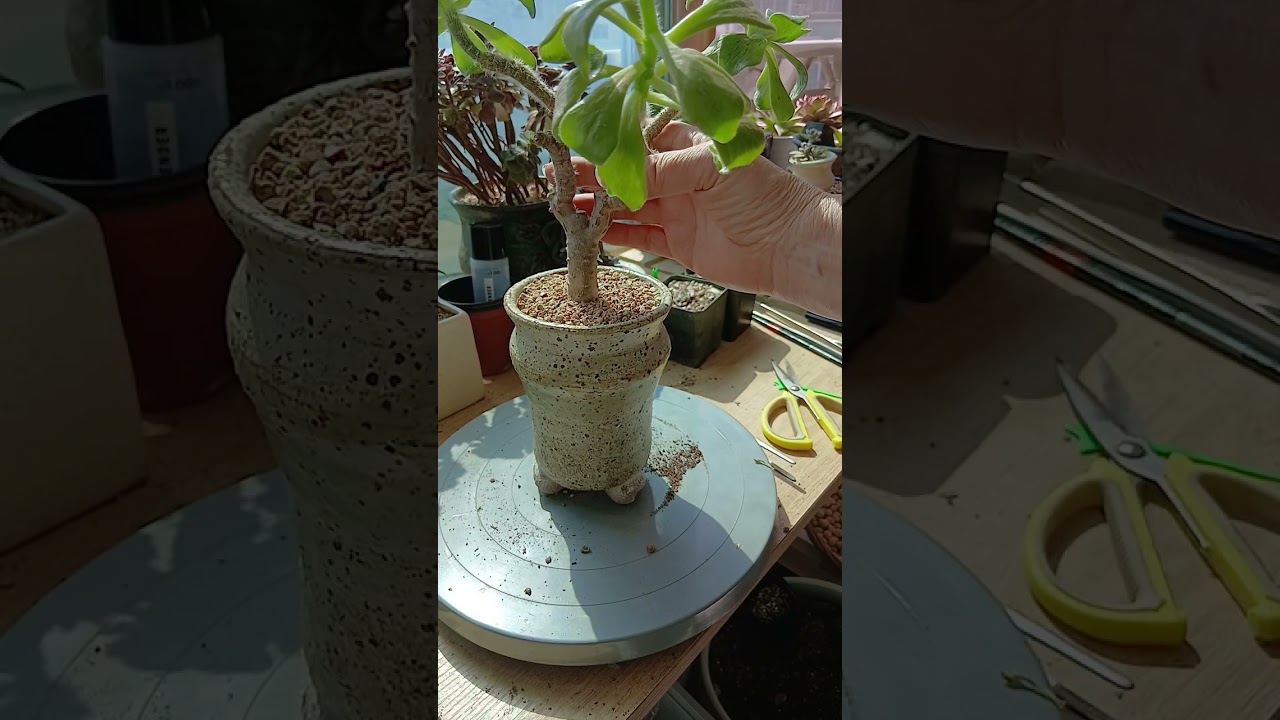 꽃염좌 나눠심기