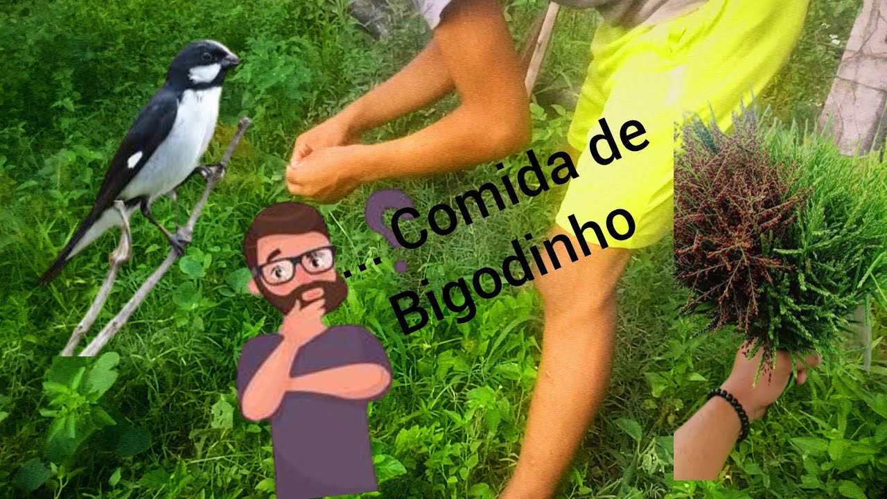 Melhor dica pra alimentar seu bigodinho 