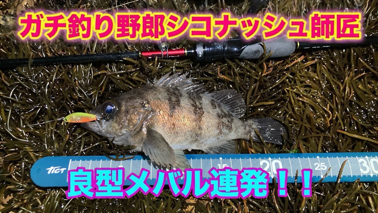 【第3回】【近場でお手軽⁉︎】今シーズン激渋の愛知でガチ釣り野郎シコナッシュ師匠が良型メバル連発‼︎‼︎‼【メバリング】︎【エソちゃんねる】