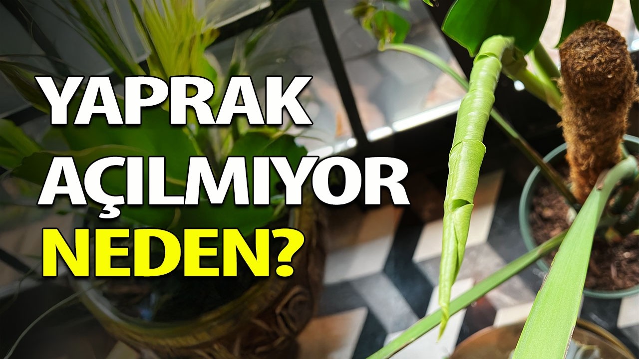 Açılamayan Yaprak Neden Olur? | Bitki Bakımı Püf Noktaları