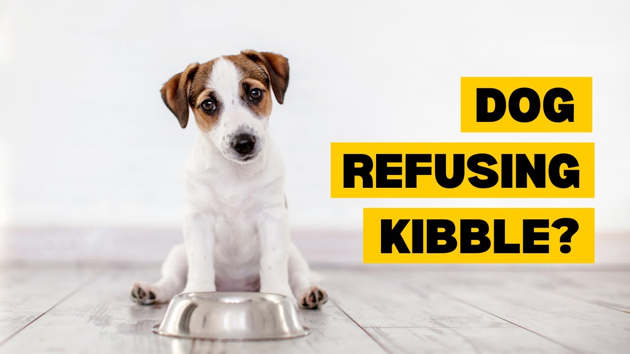 Tips to Get Your Dog to Eat Dry Food