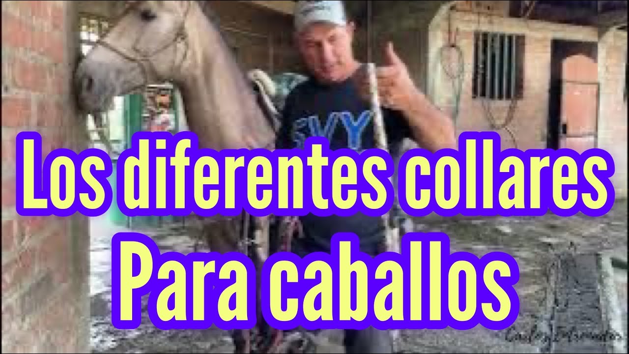 LOS DIFERENTES COLLARES QUE HAY PARA CABALLOS Y EL BOSAL DE CANOA