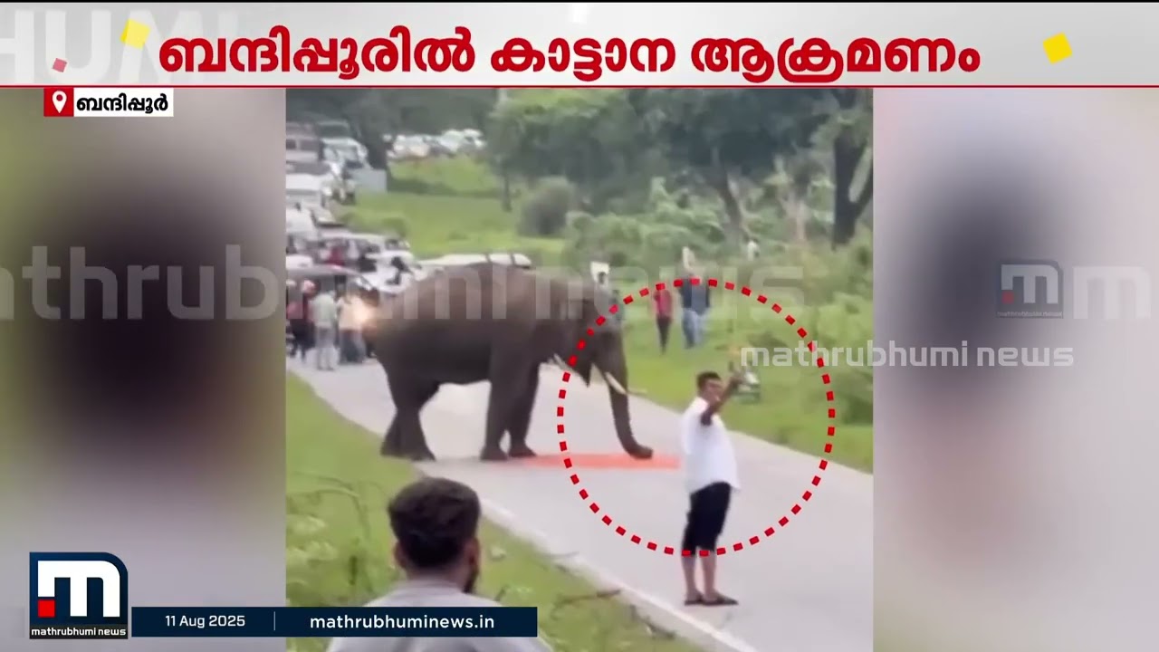 ആനയ്ക്ക് മുന്നില്‍ നിന്ന് സെല്‍ഫി എടുക്കാന്‍ ശ്രമം; പിന്നാലെ ഓടി ആന; യുവാവിന് അത്ഭുതരക്ഷ