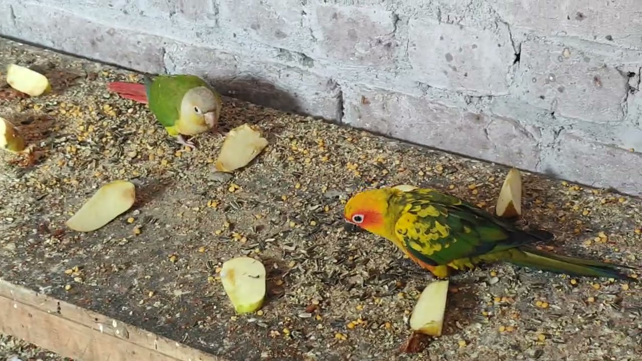 ❤️ Sun conure parrot ,🦜 pineapple parrot ❤️🦜