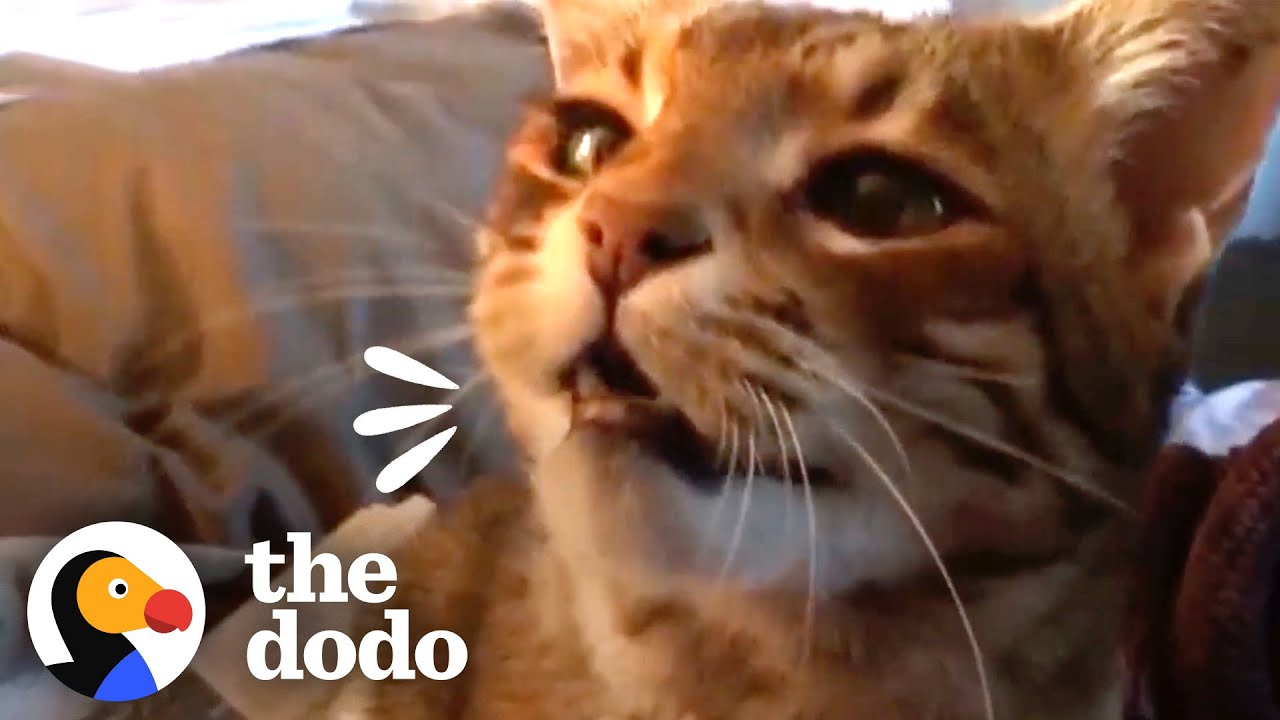 Cat Who Spent 18 Years As His Dad&rsquo;s Only Child Gets A Human Brother | The Dodo