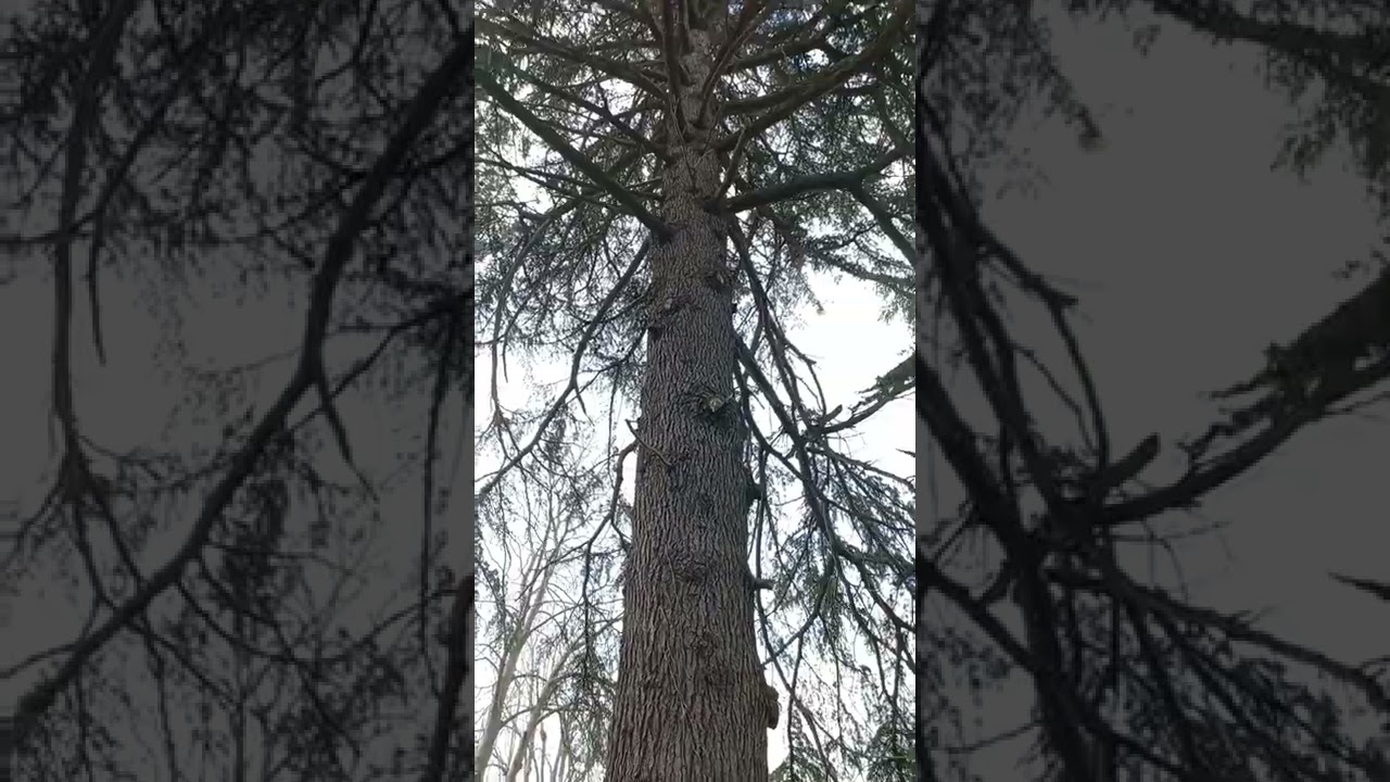 Stand tall and strong #Proud#Confident#tree#That's Life😍😍