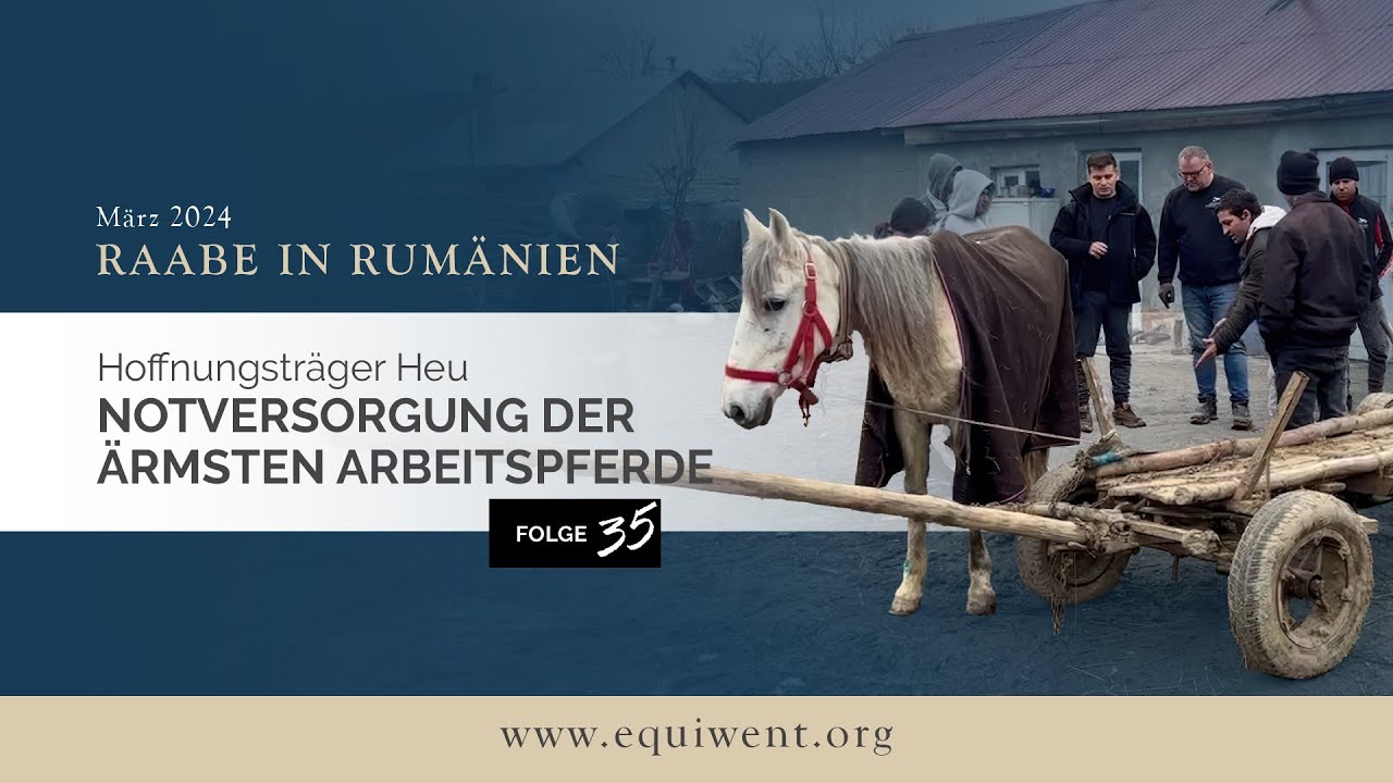 Raabe in Rumänien, Folge 35 – Heu für die ärmsten Pferde der EU