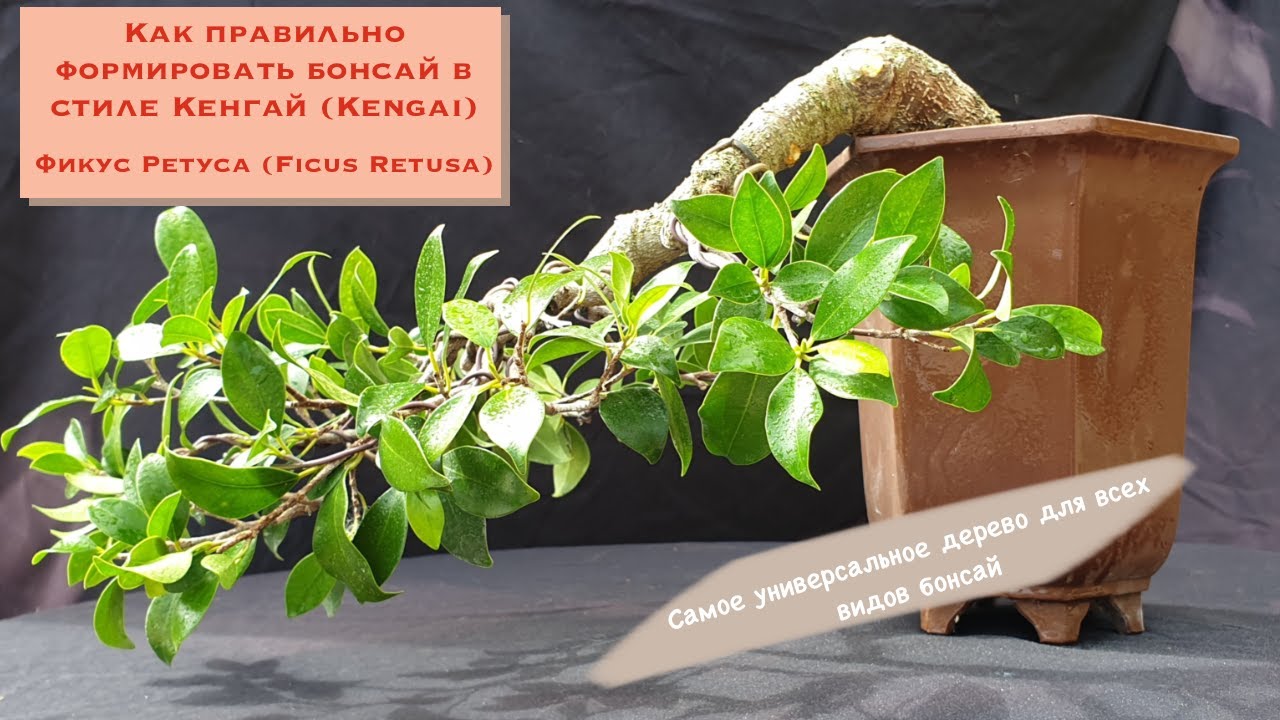 Лучший бонсай для дома! Бонсай фикус Ретуса(Retusa) Формирование бонсай в стиле Кенгай. Kengai Ficus