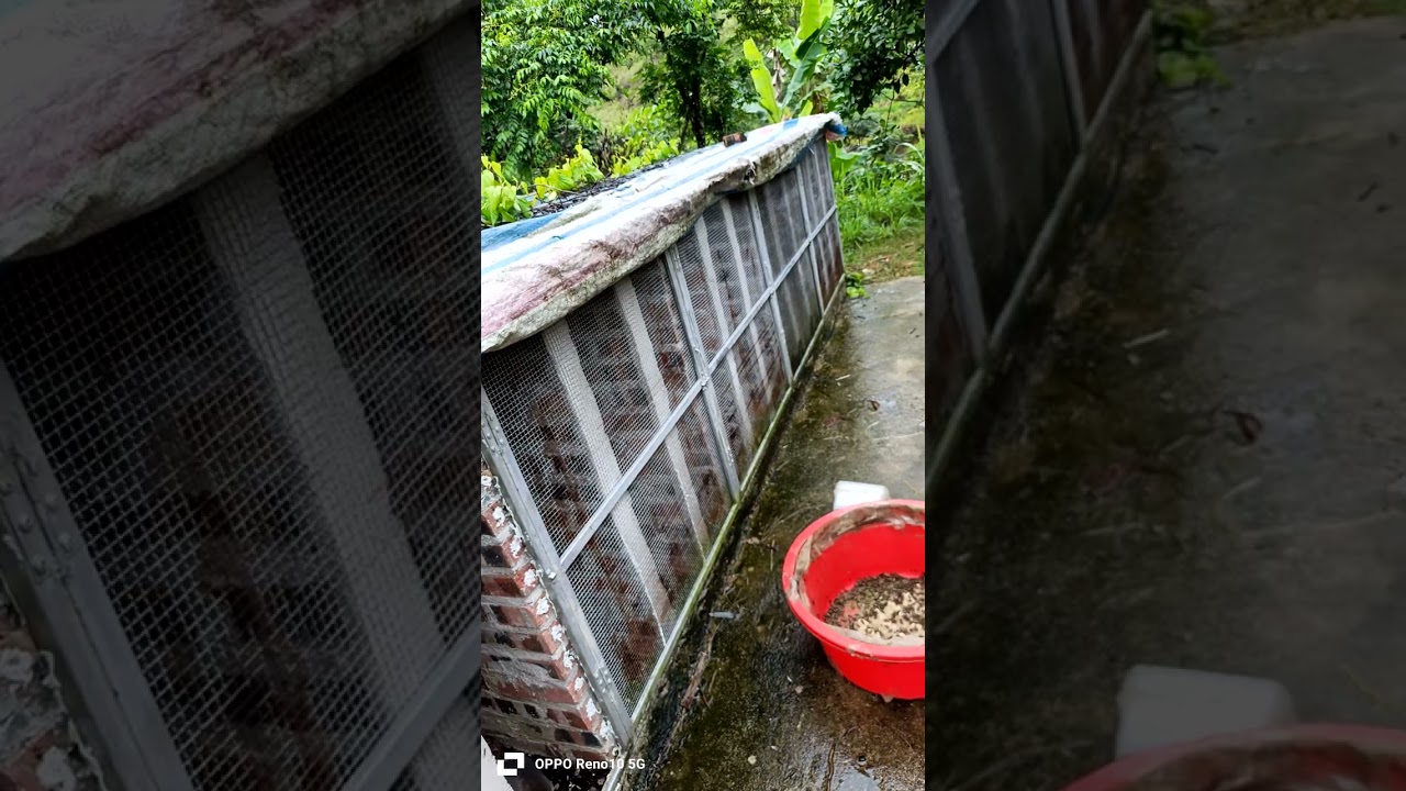 Thổi phồng giá tắc kè và nguy cơ lừa đảo bán giống