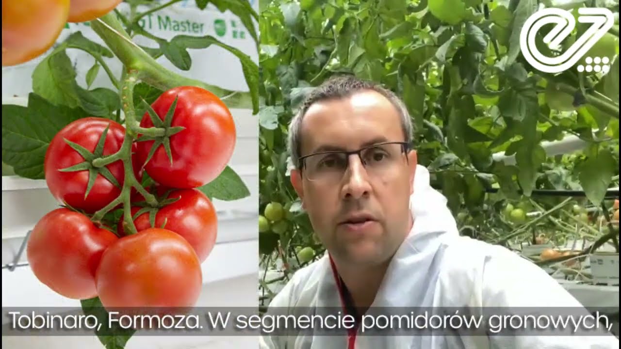 Enza Zaden: Q&A Odporność na wirusa ToBRFV cz.5 🍅