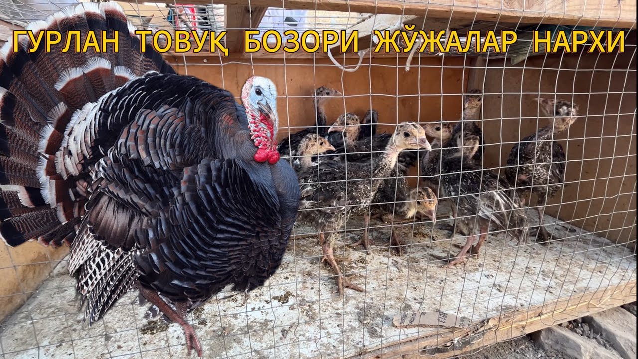 Хоразм товук бозори нархлари 3 Августь