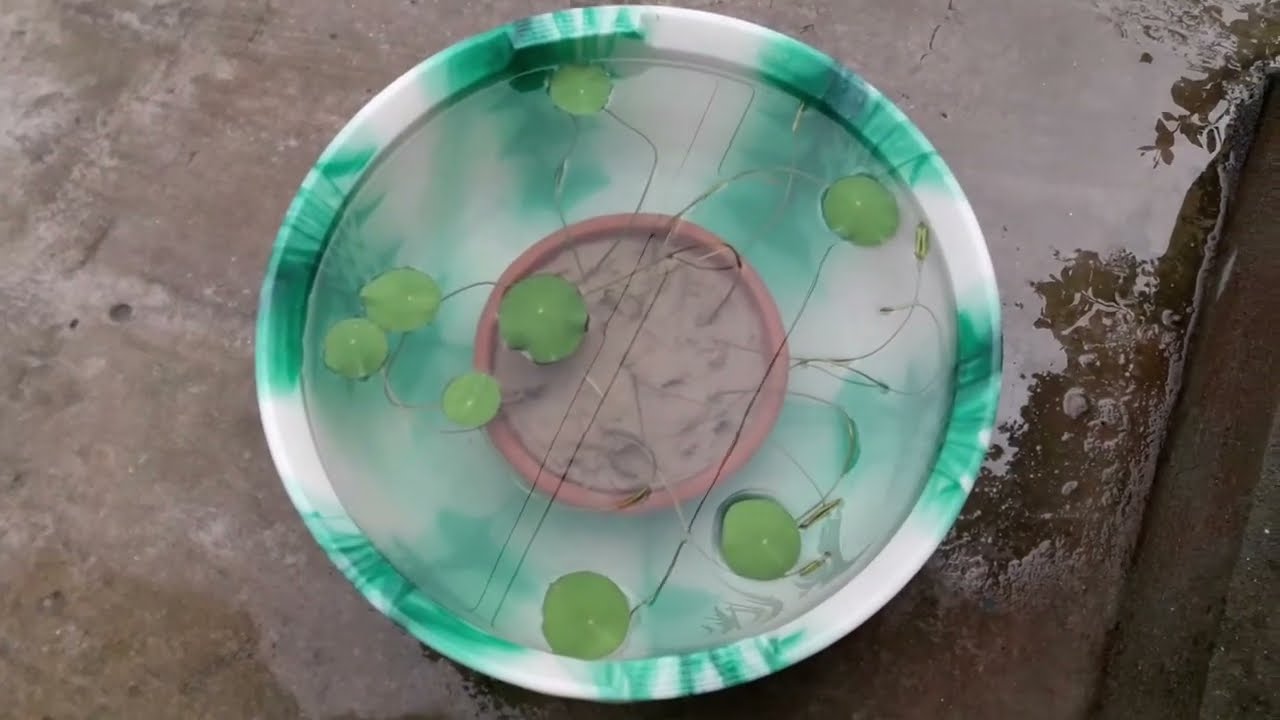 How to grow lotus seed in 13 days