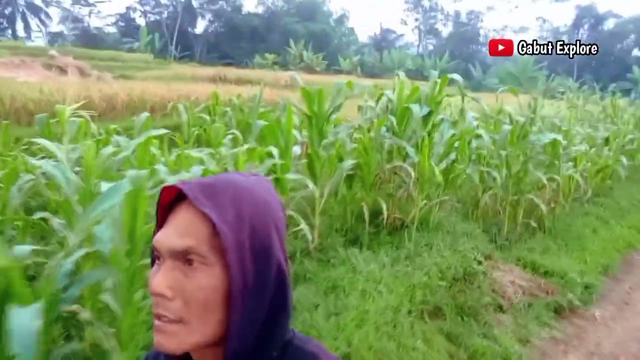 Pemandangan alam pesawahan,disekitaran sore