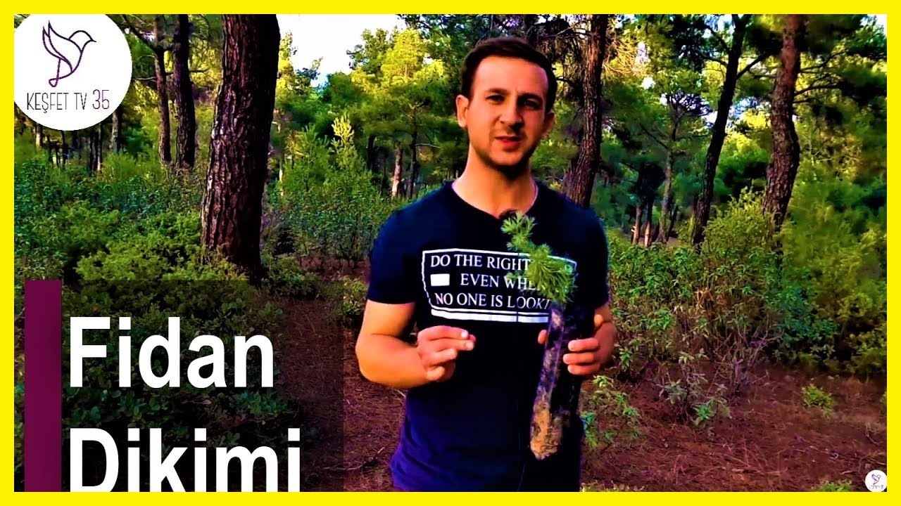 FİDAN DİKİMİ | FİDAN NASIL DİKİLİR? | ÇAM FİDANI NASIL DİKİLİR? | AĞAÇ NASIL DİKİLİR?