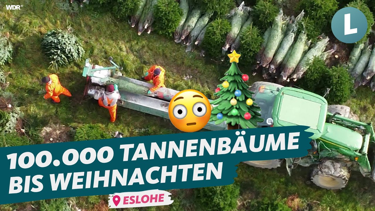So meistert der Weihnachtsbaumproduzent den Vorweihnachtsstress | WDR Lokalzeit Land.Schafft.