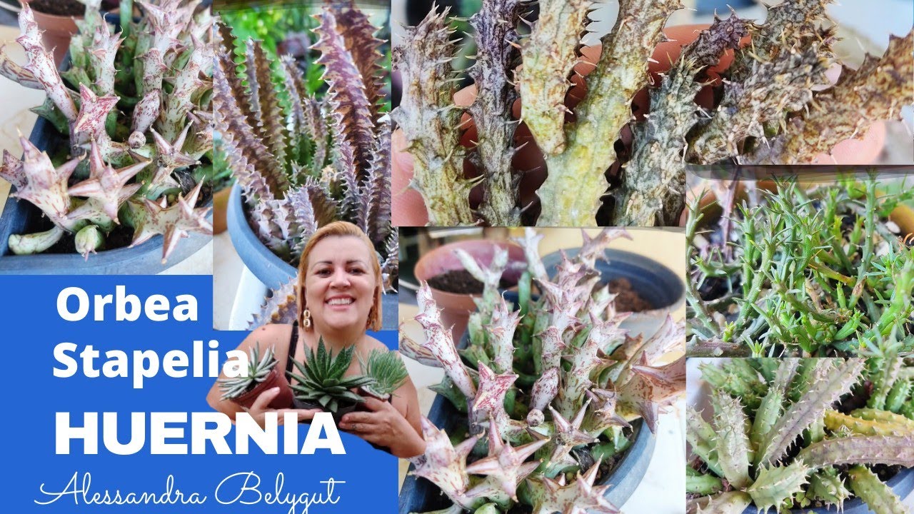 tire todas as dúvidas sobre as huernias 🌵Orbeas 🏵️stapelias💮 tridenteas 🌵neste vídeo