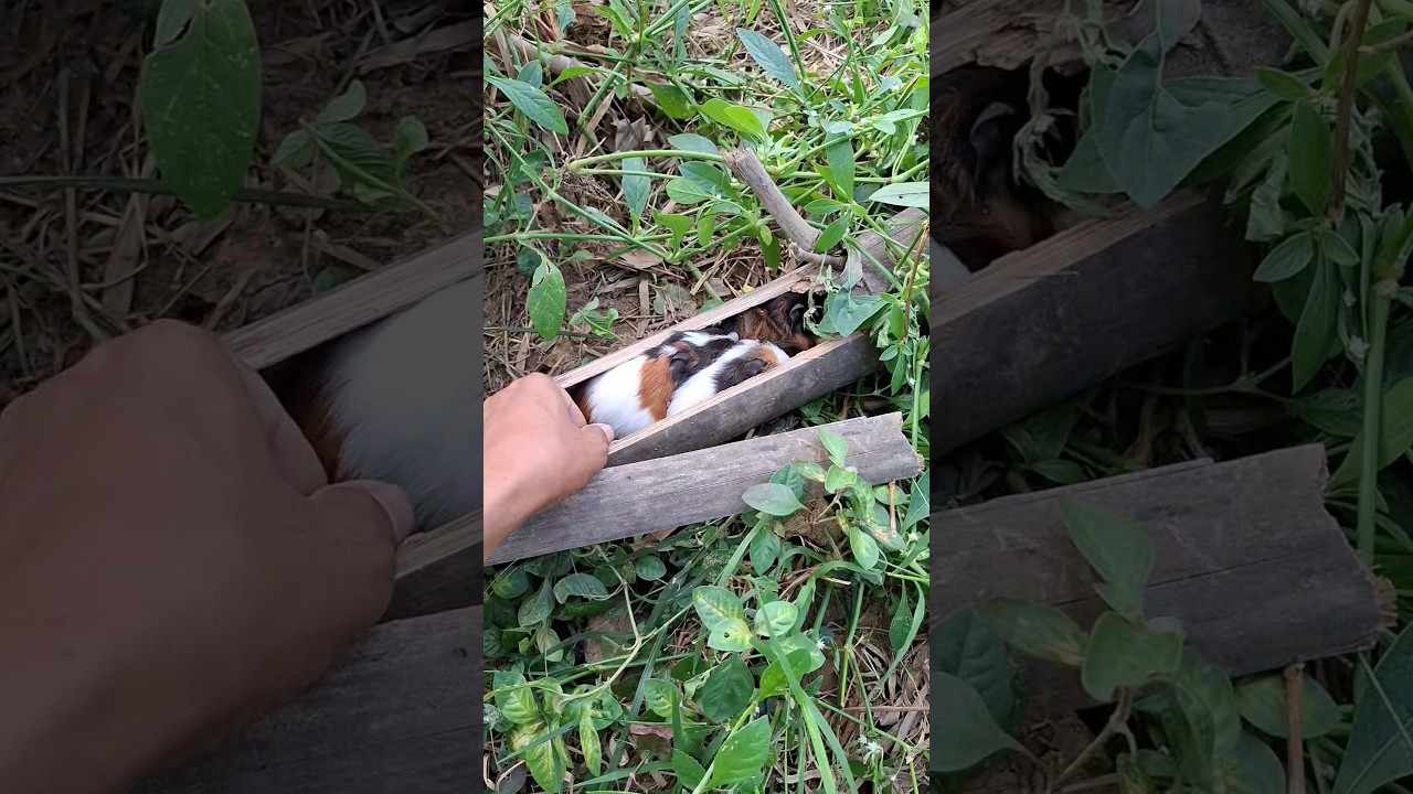 sleeping in bamboo #shortvideo #nature #nest #birds #trending #wildlife #animals #viral #shorts