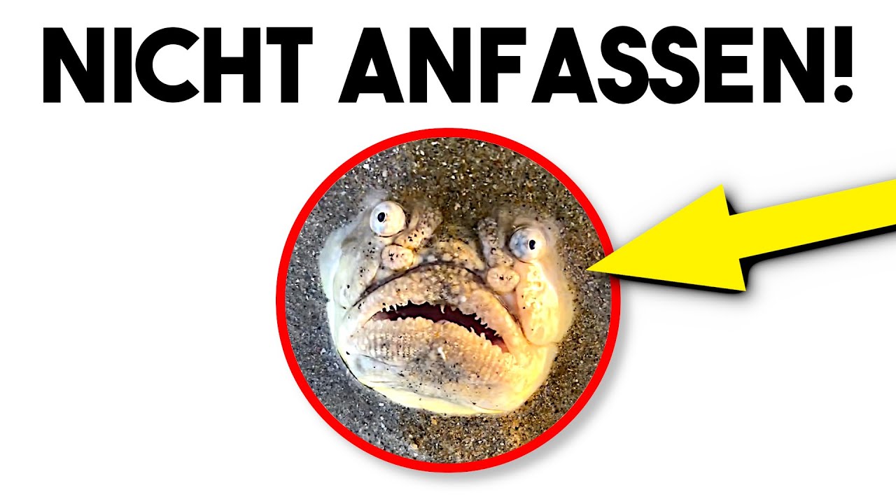Kreatur mit 