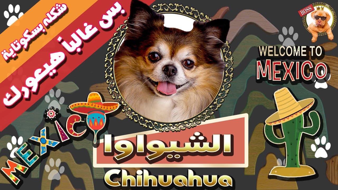كلب الشيواوا | أكتر كلب عصبي في الكوكب كله | بيتخانق مع دبان وشه | Chihuahua