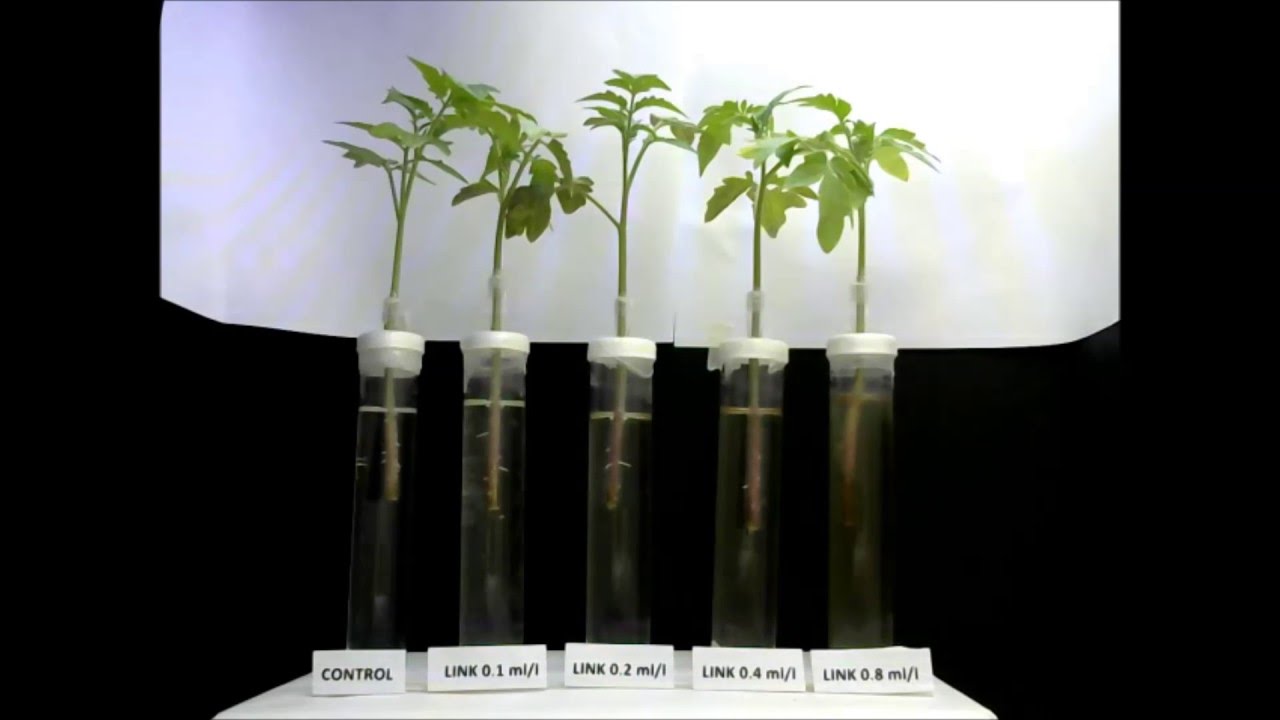 Quik Link Italpollina on tomato  roots (G. Colla)
