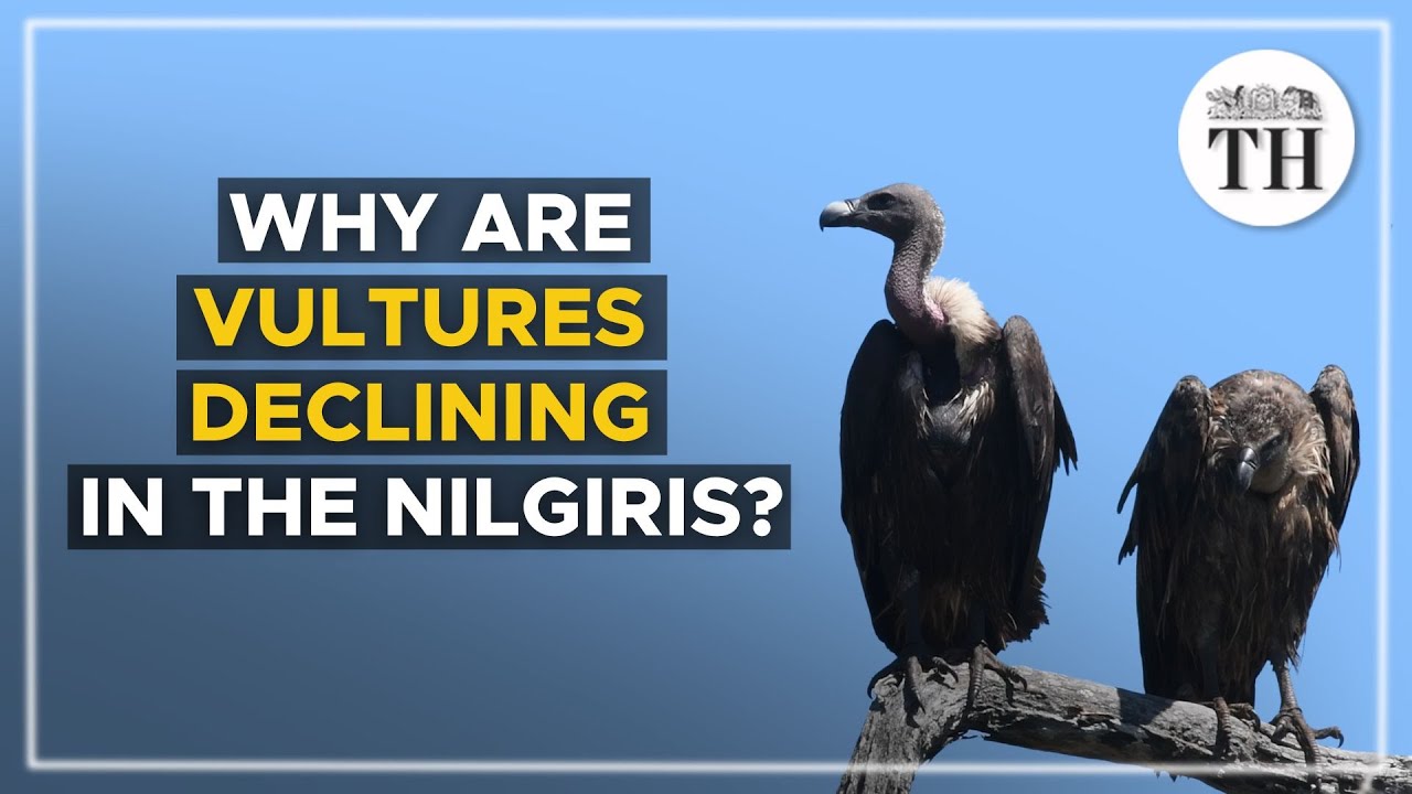 Why is the vulture population declining in the Nilgiris? | The Hindu
