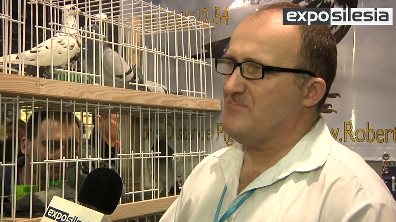 Robert Henkel - telewizja ExpoSilesia - Gołębie Dalekodystansowe