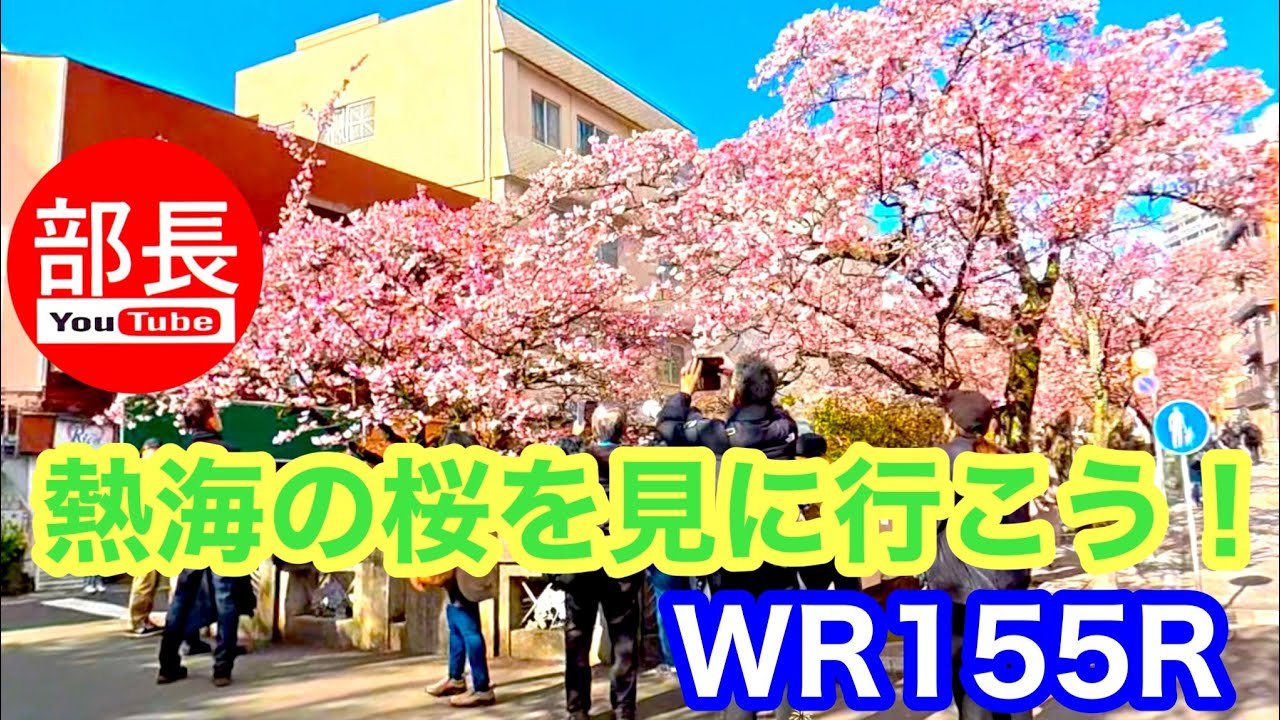 超早咲きの熱海の桜を見に行こう！×WR155R 2026-1-25【モトブログ】