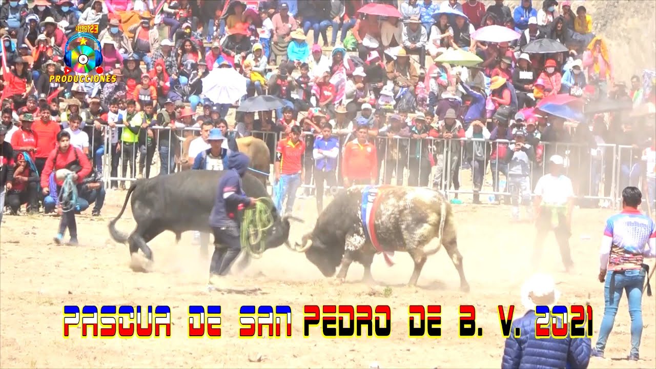 TORO TINKU DE SAN PEDRO de B.V. 2021