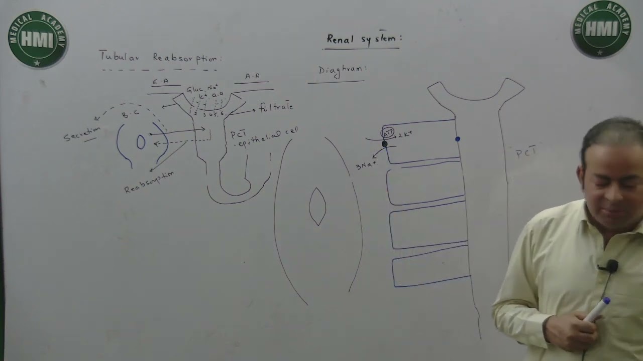 6 Renal System - Physio - Tubular Reabsorption PCT.