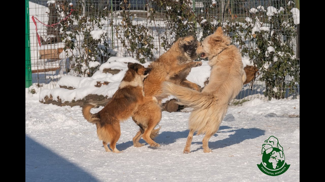 Din țarc, în parc.