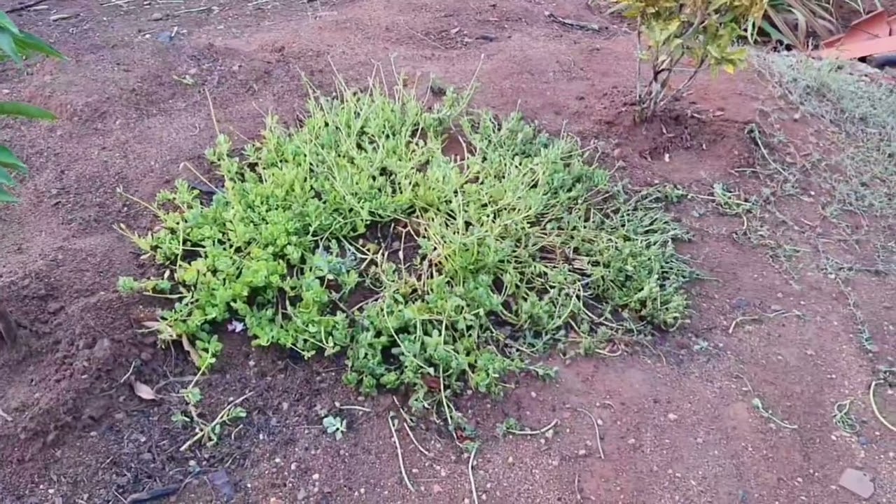 FUI COMPRAR CIMENTE DE COENTRO PARA PLANTAR 