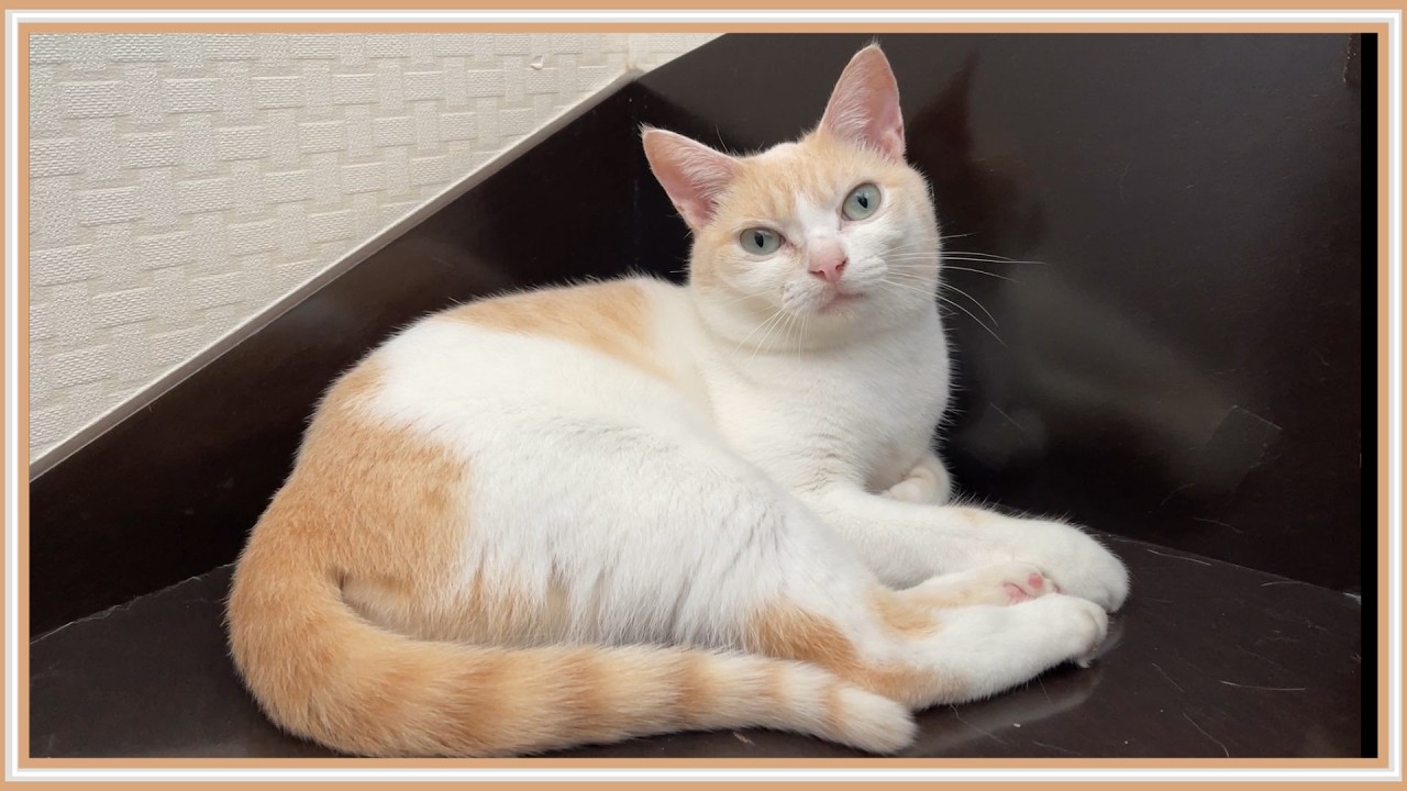 【悲報】余命宣告を受けた猫を健診に連れていきました