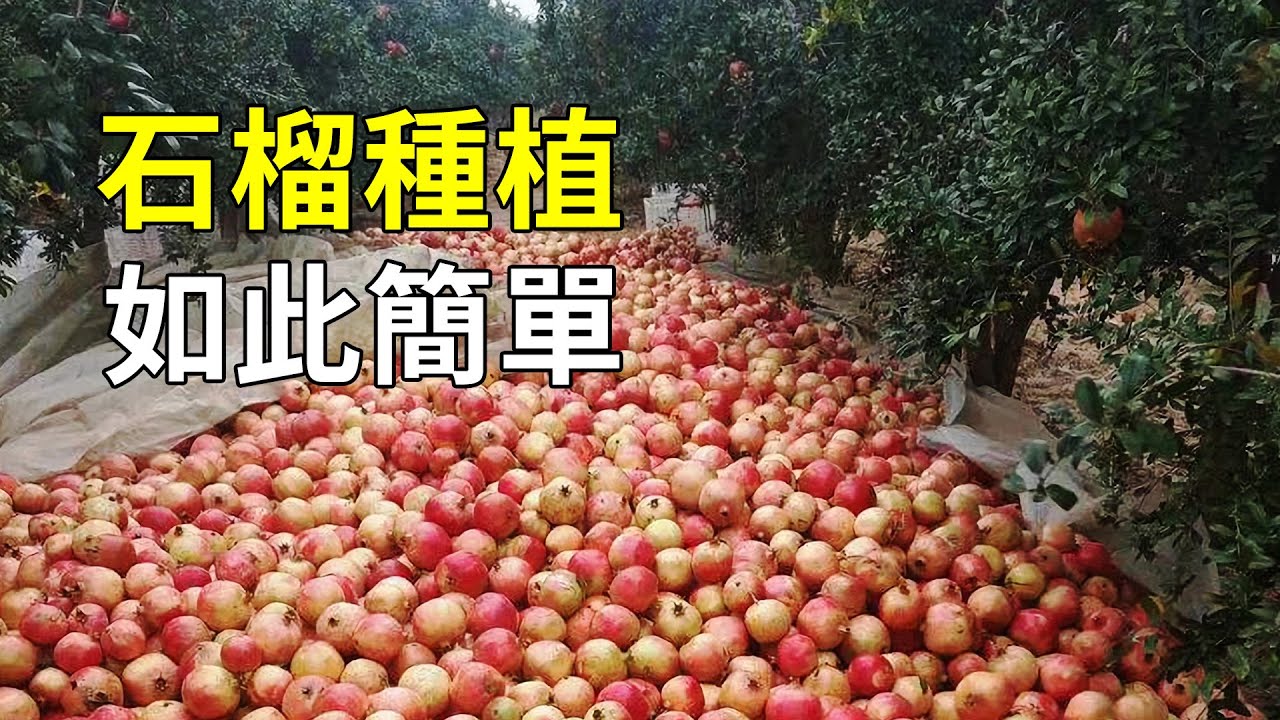 石榴的現代化種植，種植加工一條龍