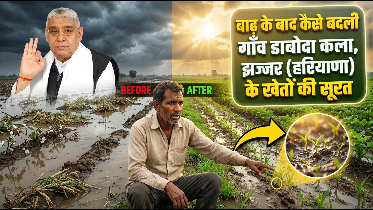 संघर्ष से सफलता की ओर: गाँव डाबोदा कला, झज्जर (हरियाणा) के खेतों में बुआई का ताज़ा नज़ारा।