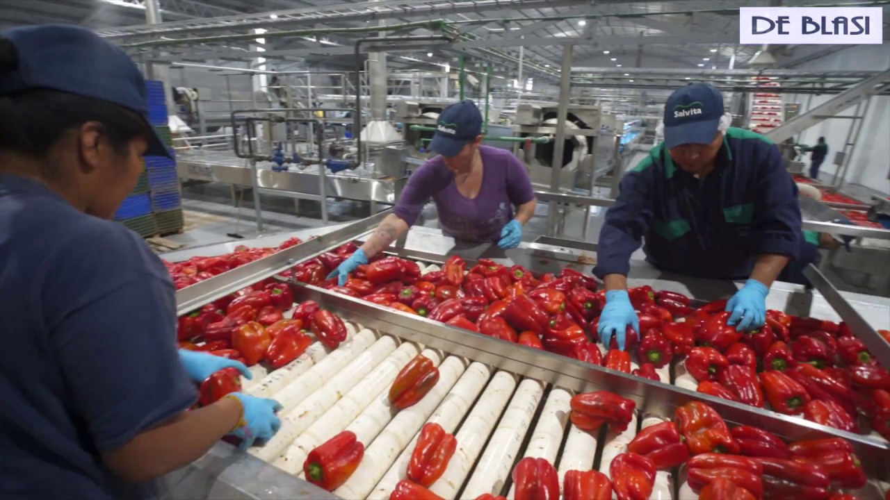 Línea para elaboración de pimiento en conserva