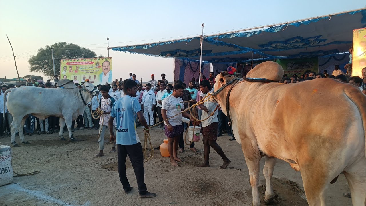 కాకునూరు సీనియర్స్ విభాగం బండలాగుడు పోటీలు 10వ జత m నాగయ్య పిఆర్ పల్లి
