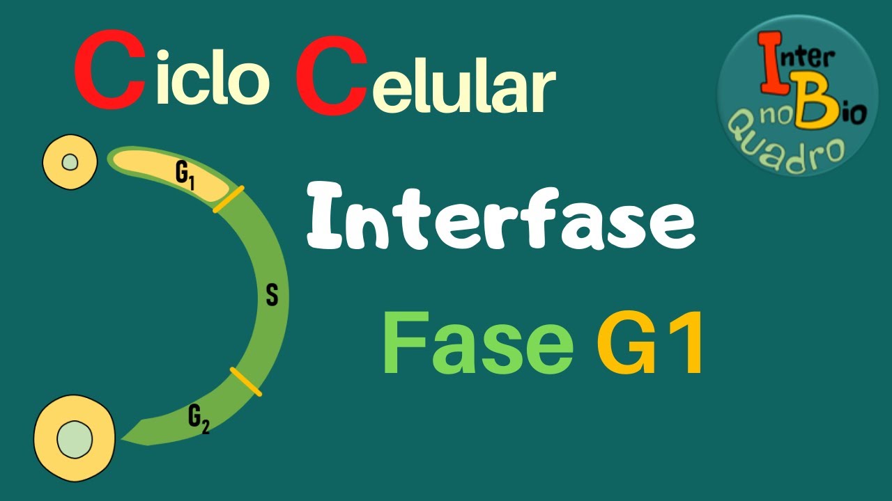 Interfase - Introdução e Fase G1