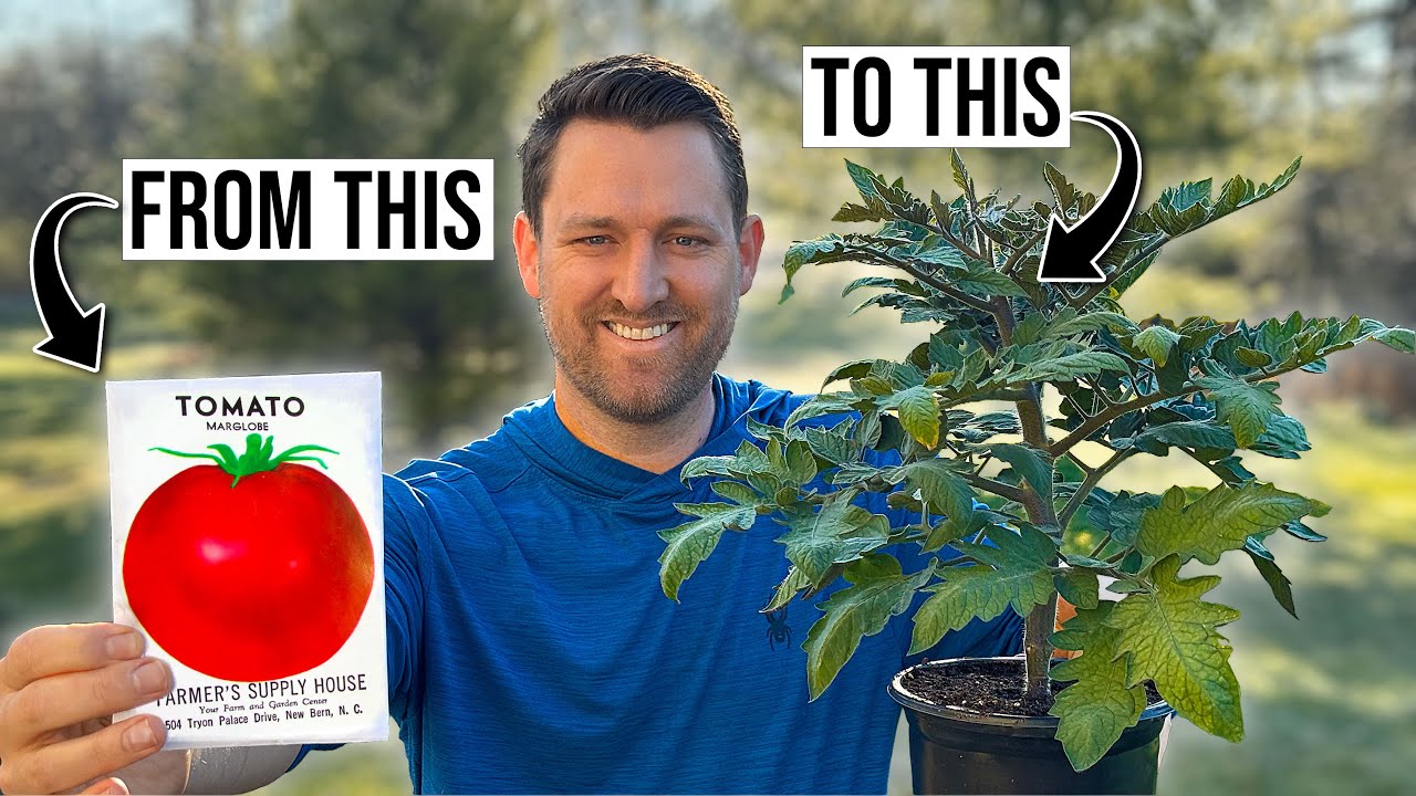 Growing tomatoes: every step from seed to transplant ready