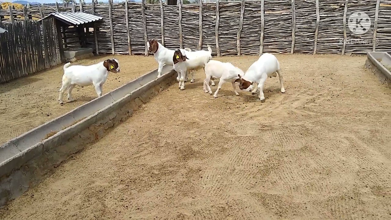 UNS EXCELENTES FUTUROS REPRODUTORES