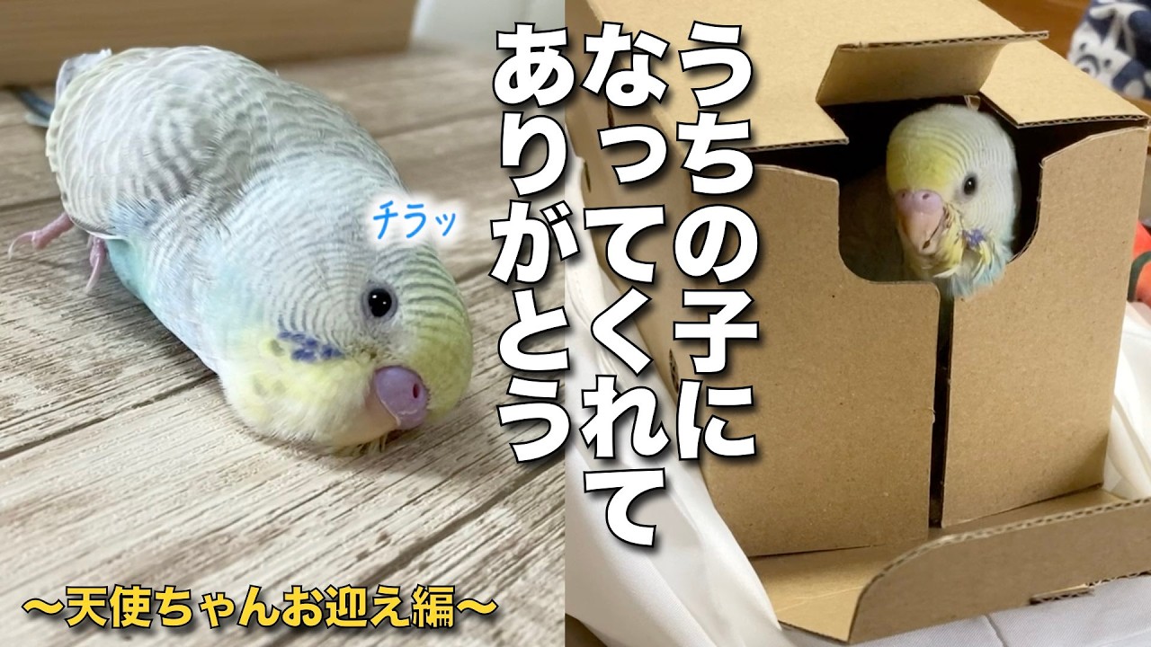 【シーズー番外編】セキセイインコりんちゃん、うちの子になってくれてありがとう！まとめ前編 〜天使ちゃんお迎え編〜【430】