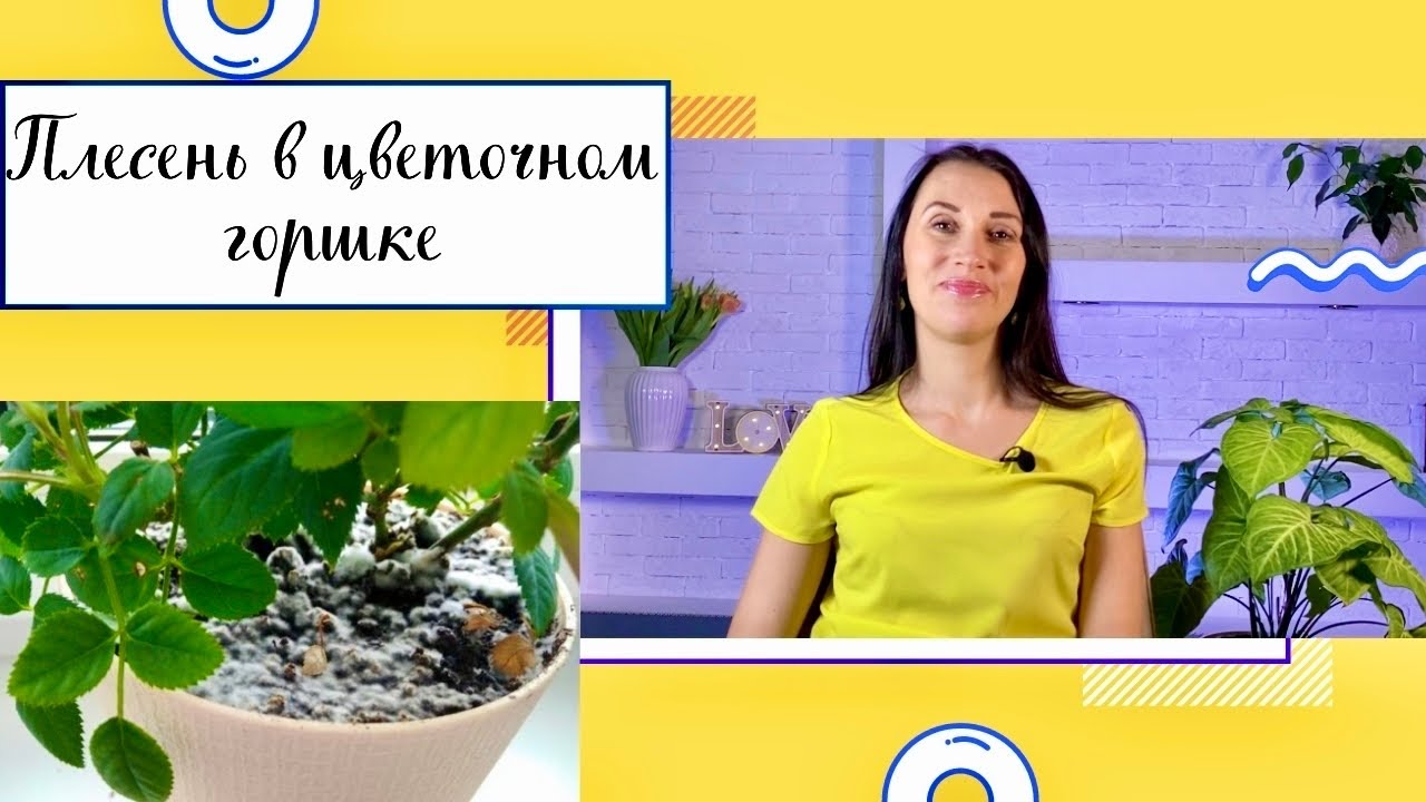 🪴ПЛЕСЕНЬ И БЕЛЫЙ НАЛЕТ В ЦВЕТОЧНОМ ГОРШКЕ/ПРИЧИНЫ/КАК  ИЗБАВИТЬСЯ✅