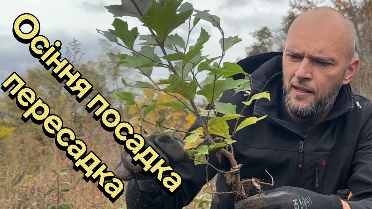 Мій спрсіб посадки молодих саджанців на прикладі платана, але підходить для всіх дерев.