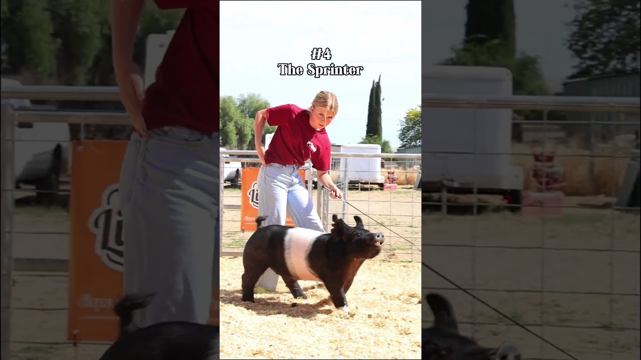 Hog showmanship tips to help you with your showpig! #showpig #stockshowkid #livestockshow