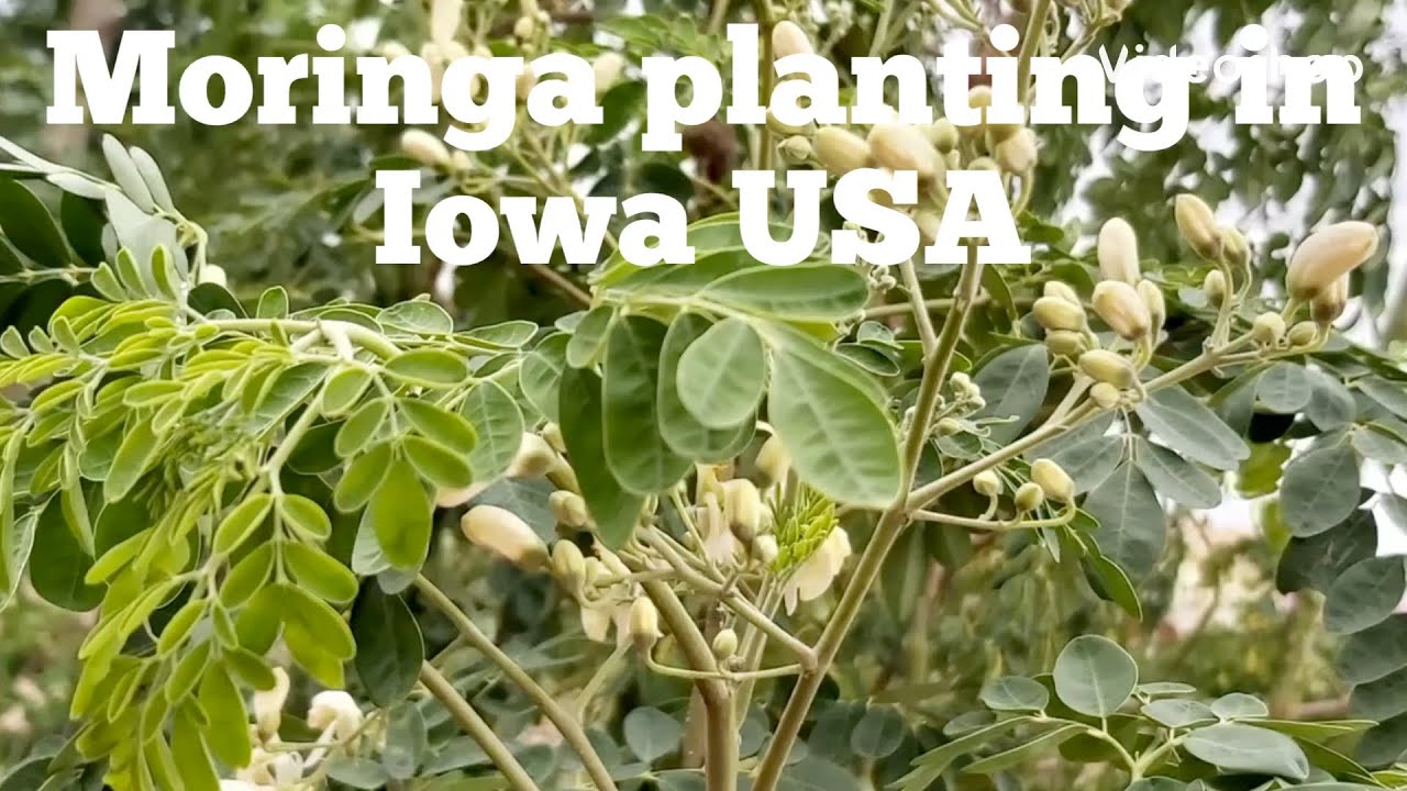 Growing Moringa in IOWA, USA for leaves