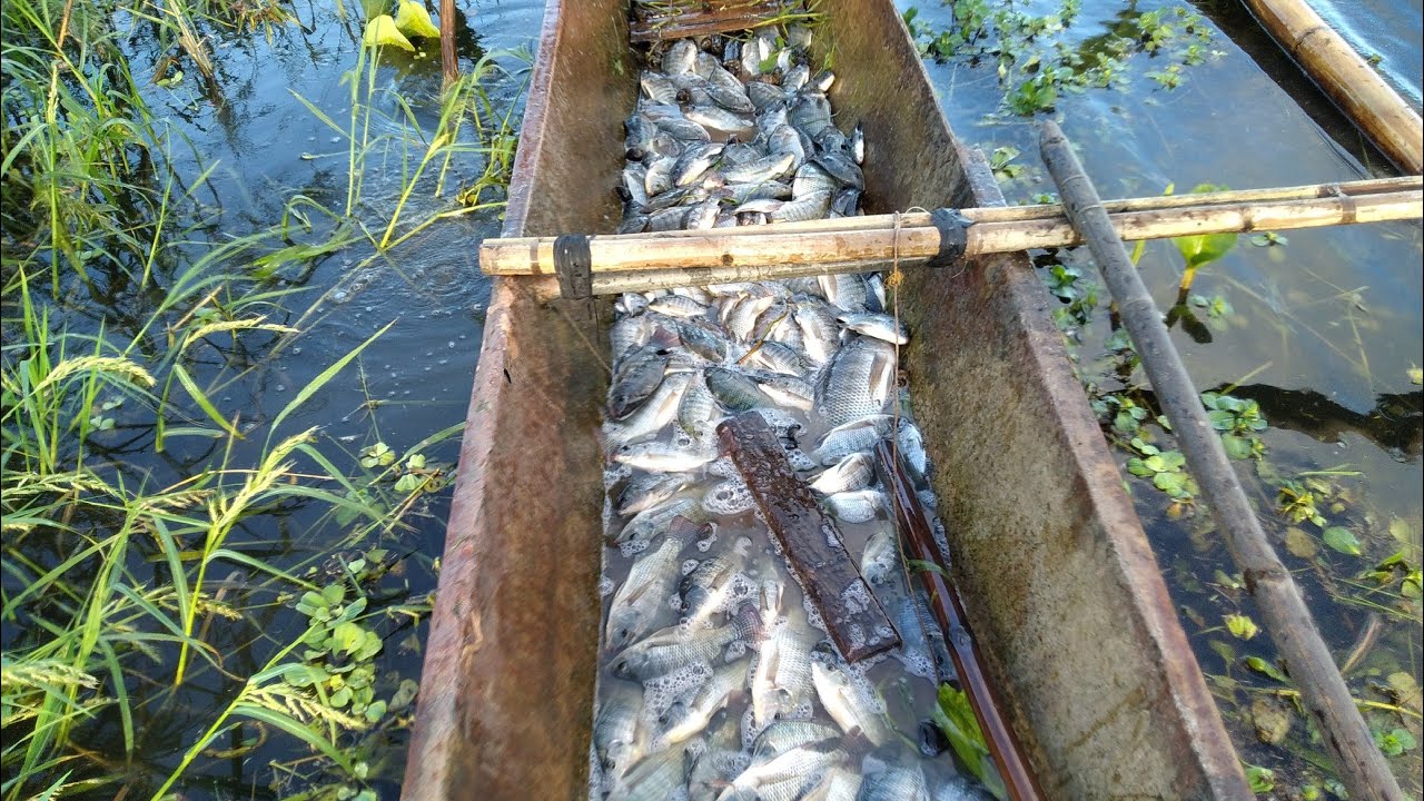 Metal Screen Fish Trap Jackpot Tayo Ngayun.