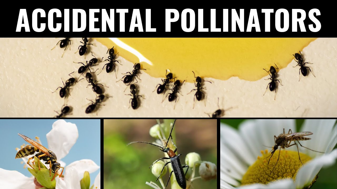 Eco Bite - Episode 25 - Accidental Pollinators