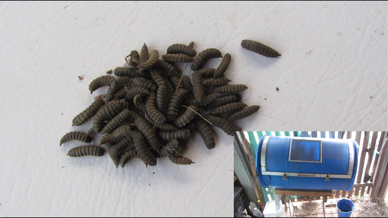 Black Soldier fly larvae (BSFL) farm   (Hermetia illucens)