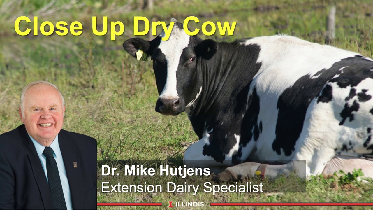 Close Up Dry Cow