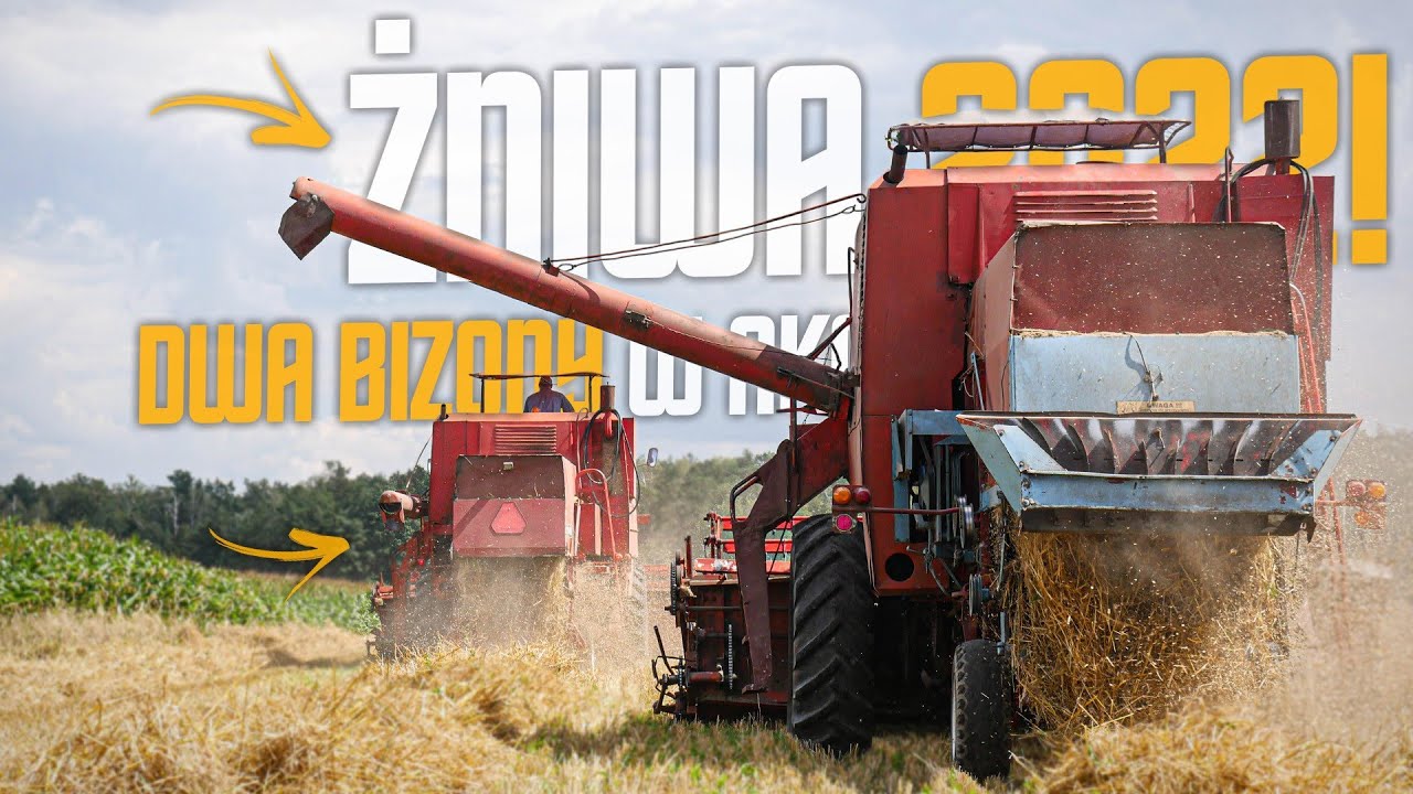 2 BIZONY NA JEDNYM POLU!☆Koszenie żyta 2022;☆Bizon Z056 x2