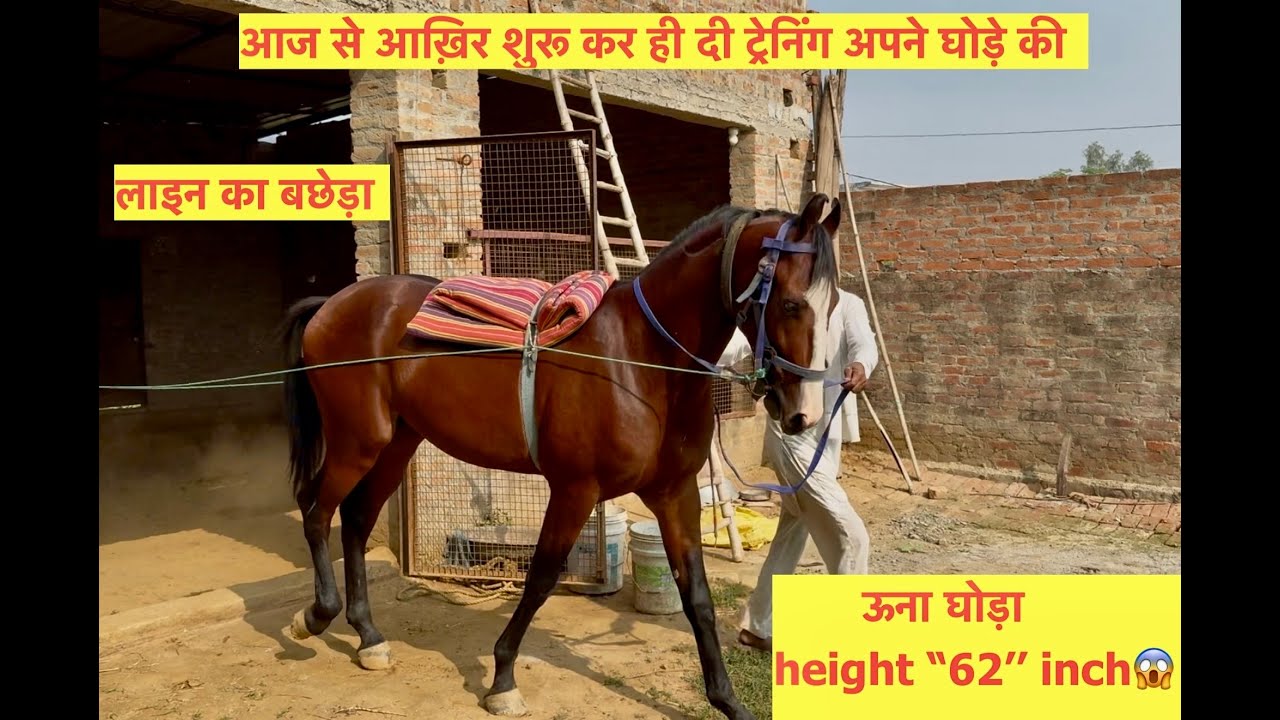 🐎 “ग़ाज़ी” की पहली ट्रेनिंग | 21 महीने का रोमियो का बेटा | Marwari Horse Training Vlog part 1